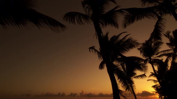 Tropical Trees At Sunset In Backlight