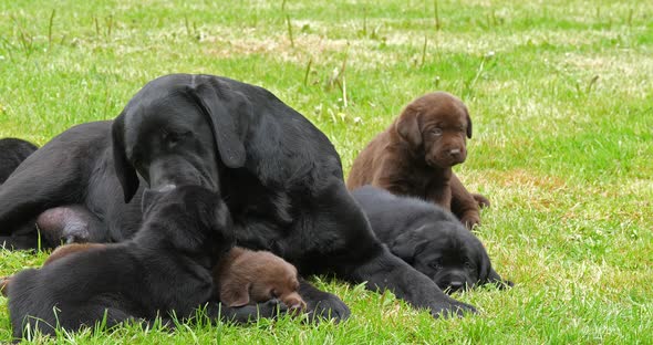 Black Labrador Retriever Bitch and Black and Brown Puppies on the Lawn, Licking, Normandy alt