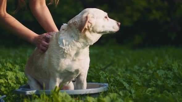 A person washing white Beagle-Labrador mix dog with soap, in the park alt