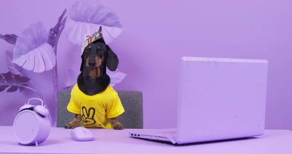 Dachshund Dog in Bright Yellow Tshirt and Paint Hat Sits Table in Lilac Room and Looks Around in