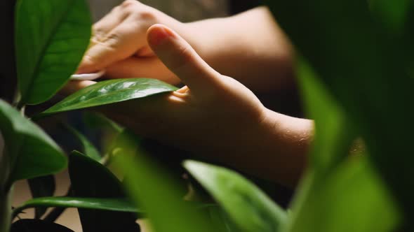 Close-up of a woman's hands wiping dust on the leaves of a houseplant Zamioculcas alt