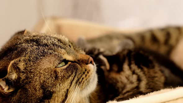 Mom cat and kittens. Pets. alt