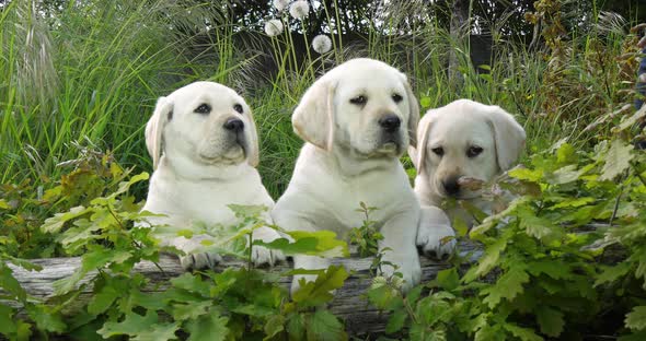 Yellow Labrador Retriever, Puppies in the Vegetation, Normandy in France, Slow Motion 4K alt