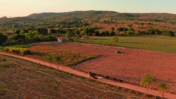 Aerial view of a farm in Brazil with cows walking in a road. alt