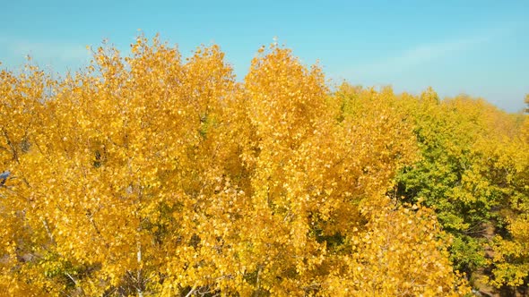 Tops of Trees with Yellow Leaves on a Sunny Day