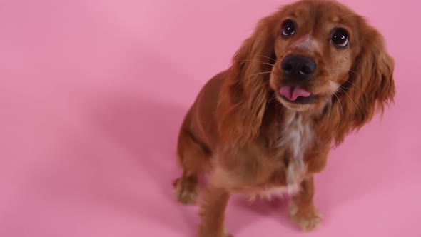 Top View of Cute English Cocker Spaniel in Studio on Pink Background alt