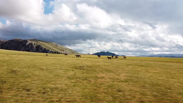 Darkcoloured Horses Grazing on Meadows Not Far From Mountain Rocks