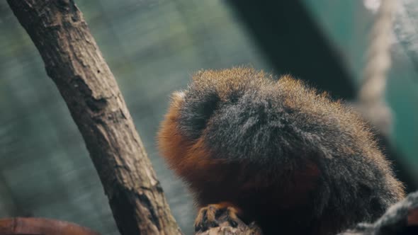 White-tailed Titi Looking Around, Sitting On A Branch - close up alt