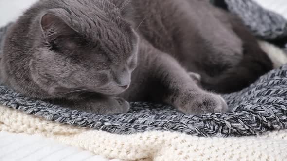 The Grey Cat Chartreuse Sleeps Lightly on Bed