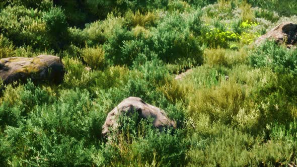 Big Rocks on Field with Dry Grass alt