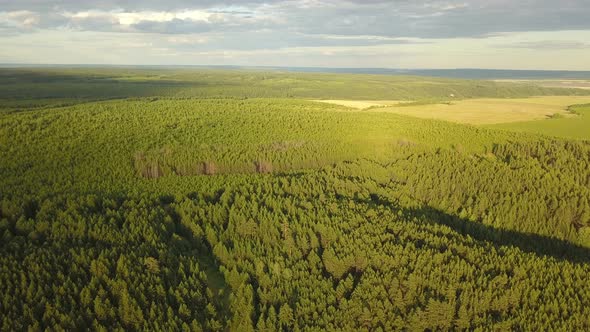 Forest On The Hill