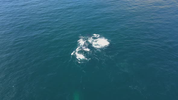 Humpback Whales in the Ocean