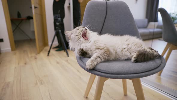 Lazy Tabby Cat Resting on Chair at Home alt