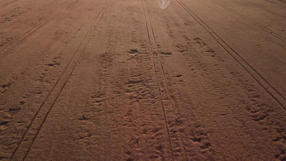 Aerial footage of a girl in light dress walking in the field of ripe rye