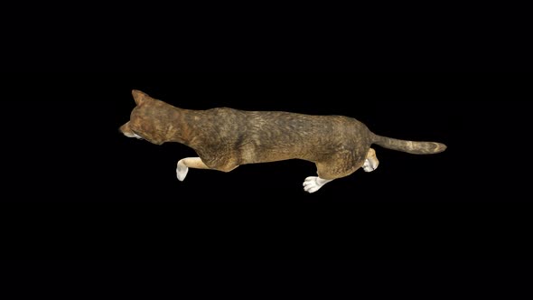 4K Wolf Run Top View alt