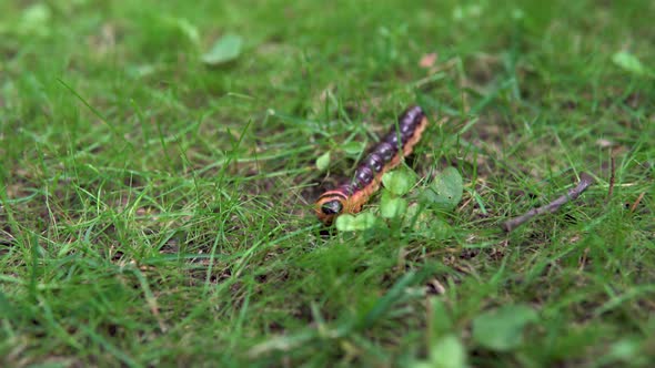 A Large Caterpillar Crawls on the Grass alt