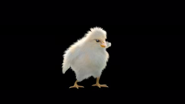 19 Baby Chicks Dancing 4K alt