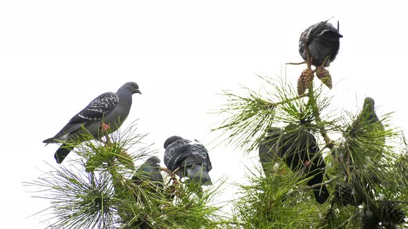 Pigeons On The Tree 7