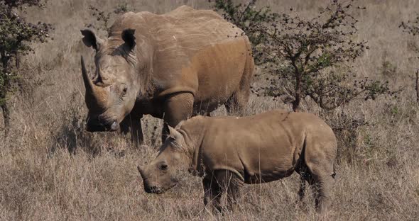 White Rhinoceros, ceratotherium simum, Mother and Calf, Nairobi Park in Kenya, Real Time 4K alt