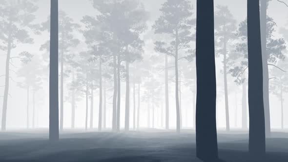 Pine, beautiful forest in the fog.