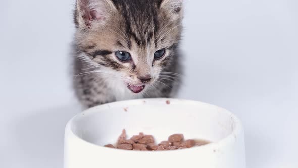 Close Up Striped Kitten Eats Fresh Canned Cat Food for Small Kittens alt