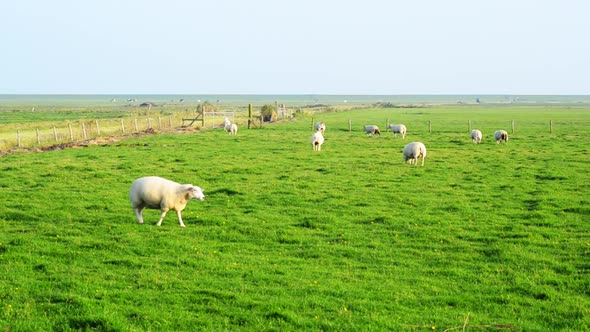 lamb walking over lamb walking over grassland alt