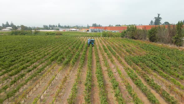 Dolly in aerial view of a blue grape harvester in a vineyard in the Maipo Valley, Chile. alt