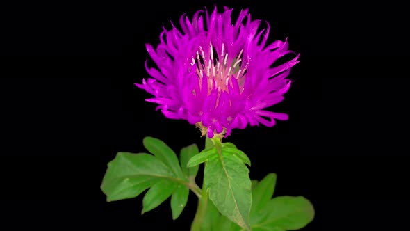 Time Lapse of Blossoms Purple Flower of Persian Cornflower Centaurea Dealbata alt