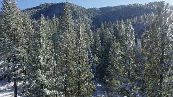 Beautiful Aerial view of winter forrest alt