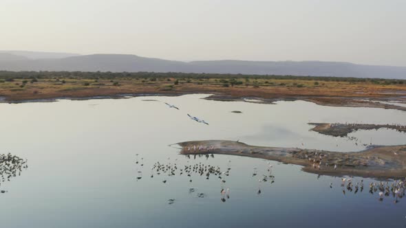 Drone Video of Wildlife Flamingos Flying and Landing on an Island in the Lake alt