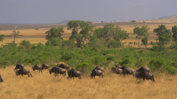 Wildebeests grazing in Masai Mara alt