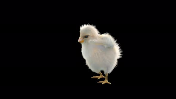 19 Baby Chicks Dancing 4K alt