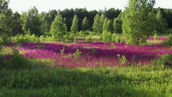 Aerial view of glades with pink wild flowers between trees.