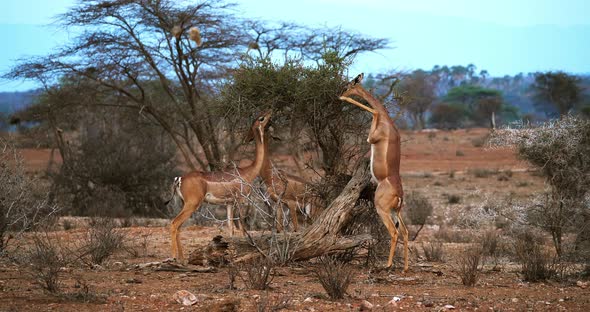 Gerenuk or Waller's Gazelle, litocranius walleri, Female standing on Hind Legs alt