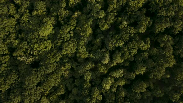 Aerial View of Amazon Tropical Rainforest Drone Footage From Above of