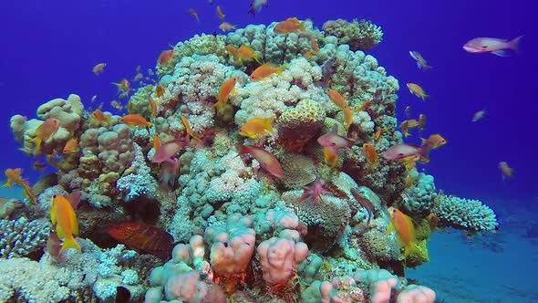 Colorful Tropical Coral Reefs alt