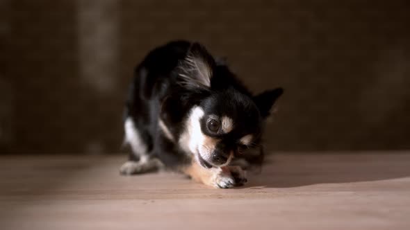 black color fur chihuahua dog laying down chewing beef snack with joyful