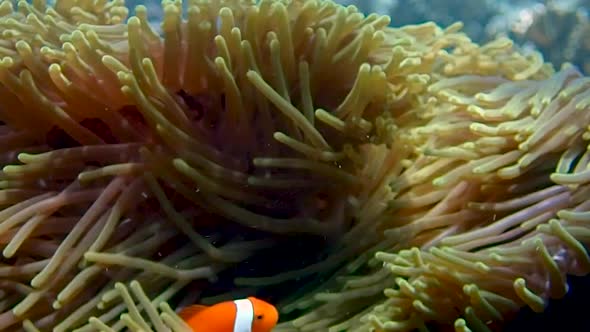 2 nemo fish (false clown fish) are guarding their home. swimming around and hiding in the anemone alt
