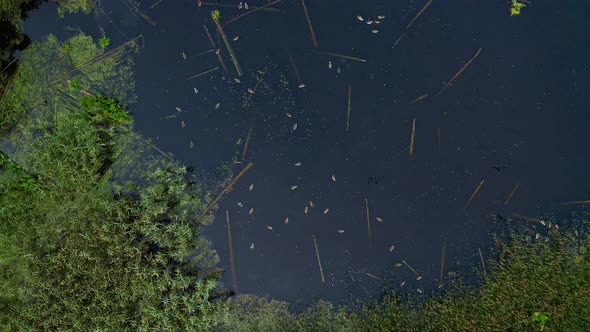 Ducks on a wild lake, view from a drone. Wetlands, wilderness. Heron flies