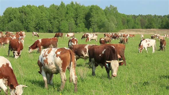 A Herd of Dairy Cows Grazing on a Green Meadow in Summer alt