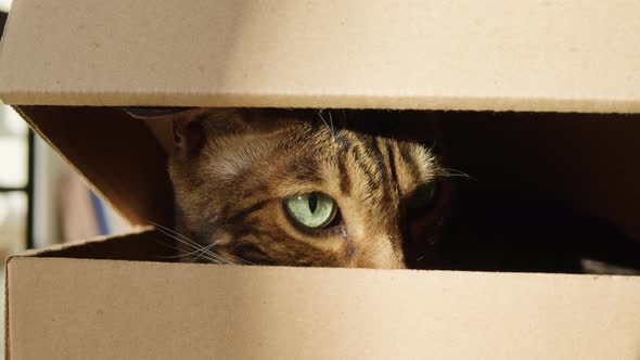 Bengal Cat Sitting in Cardboard Box in Living Room alt