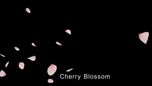 Cherry Blossom 4K alt