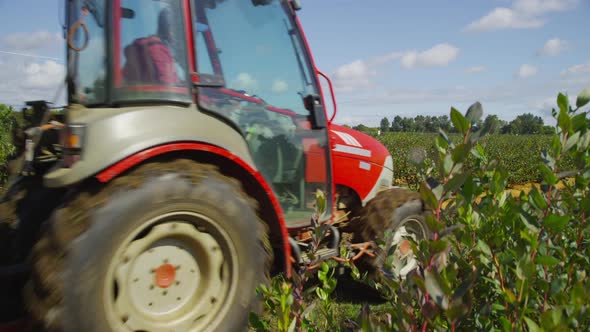 Tractor spraying blueberry field. Shot on RED EPIC for high quality 4K, UHD, Ultra HD resolution. alt