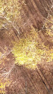 Vertical Video of a Beautiful Forest in the Afternoon Aerial View alt