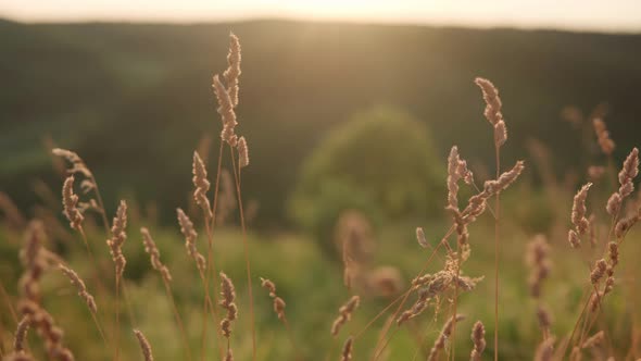 Close Up Panoramic Shooting Yellow Ears of Wild Grass in Rays of Setting Sun