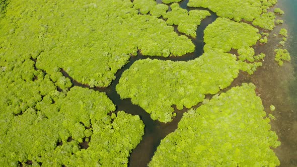 Aerial View of Mangrove Forest and River alt