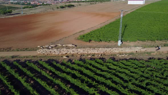 Sheep in the field seen from the air alt