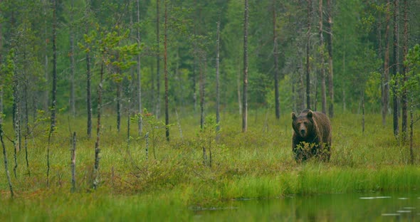 Wild Adult Brown Bear Walking in the Forest While Raining