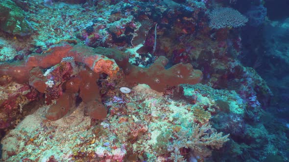 Coral Reef and Tropical Fish. Bali,Indonesia alt