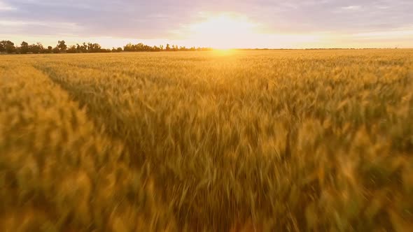 Slow Motion Drone Shot of Beautiful Golden Wheat Field Under Sun Beams of Sunset Sun Shines in